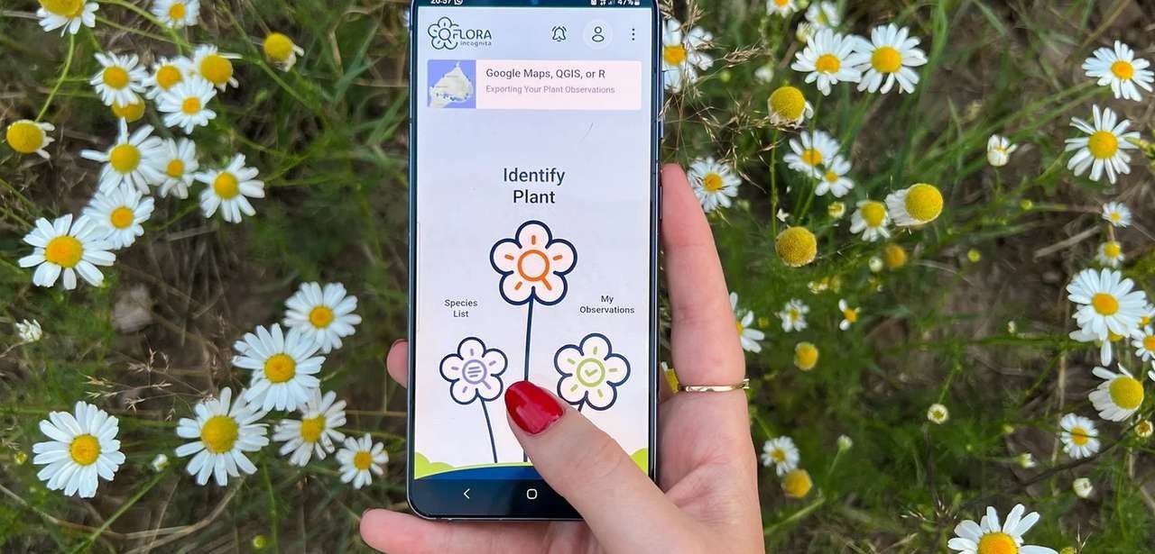 Pflanzenbeobachtungs-Apps liefern genaue Daten zur (Foto: Flora Incognita)